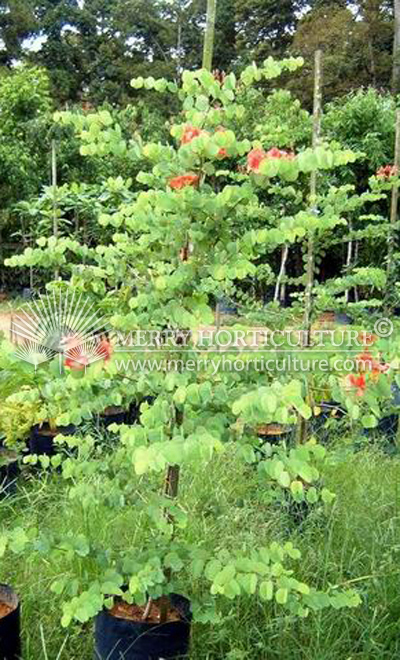 Bauhinia orange